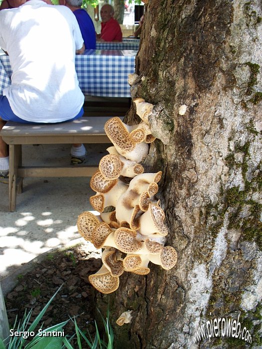 17 Strani funghi arborei.JPG